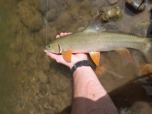Barbel