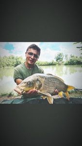 Koï Fish
