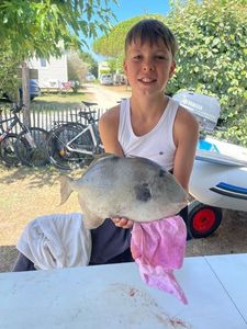 Triggerfish