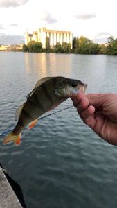 European Perch