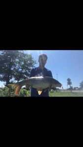 Common Carp