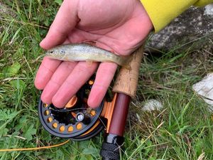 Brown Trout