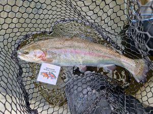 Rainbow Trout