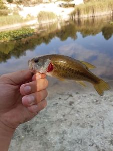 Largemouth Bass