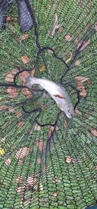 Rainbow Trout