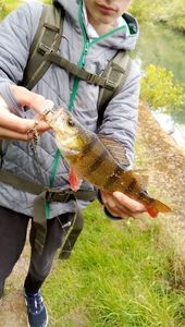 European Perch