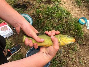 Tench