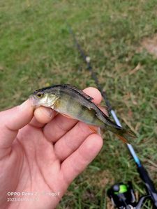 European Perch