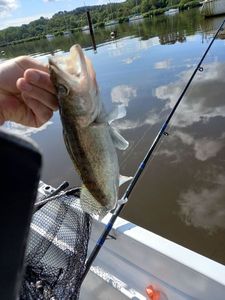 Zander