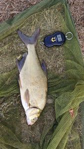 Common Bream