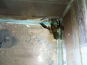 American Signal Crayfish