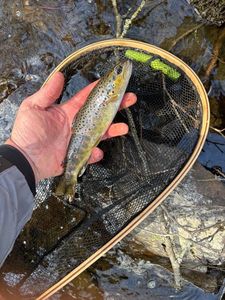 Brown Trout