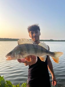European Perch