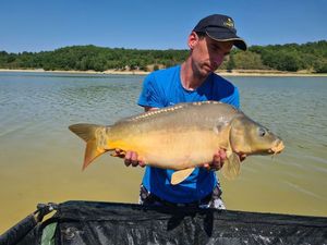 Mirror Carp