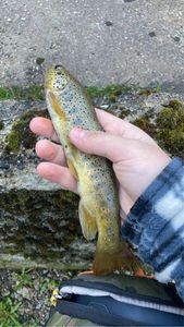 Brown Trout