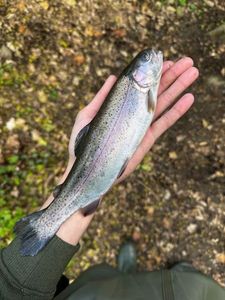 Rainbow Trout