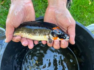Koï Fish