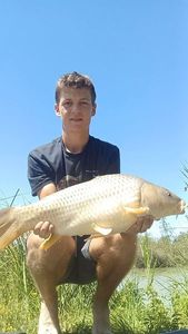 Common Carp