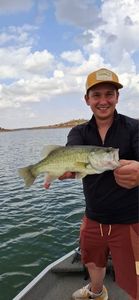 Largemouth Bass