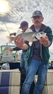 European Bass (Seabass)