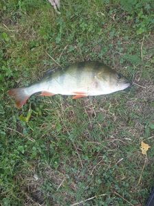 European Perch