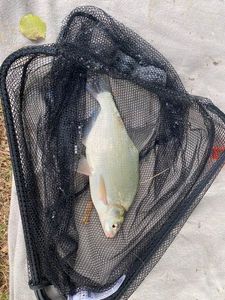 Common Bream