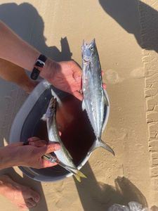 Chub Mackerel