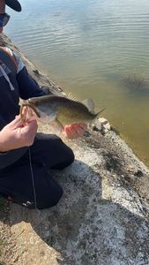 Largemouth Bass