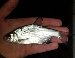 White bream