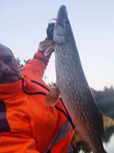Northern Pike