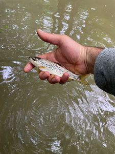Brown Trout