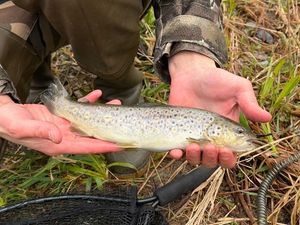 Brown Trout