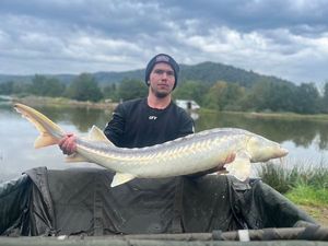 Sturgeon