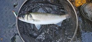 European Bass (Seabass)