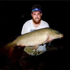 Common Carp