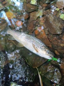 Brown Trout