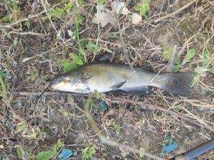 Black Bullhead