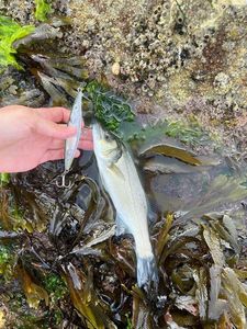 European Bass (Seabass)