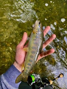 Brown Trout