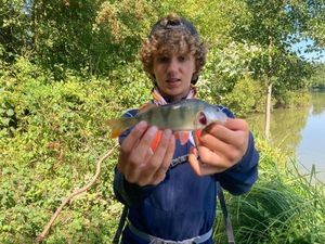 European Perch