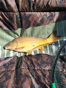 Leather Carp