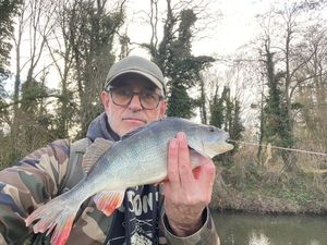 European Perch
