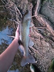 Zander
