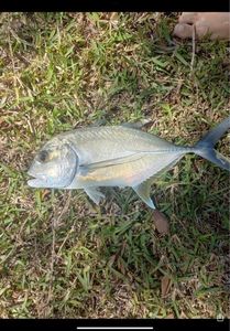 Giant Trevally (GT)