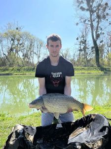 Common Carp