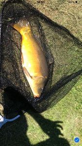 Leather Carp