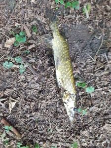 Northern Pike