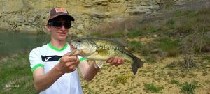 Largemouth Bass
