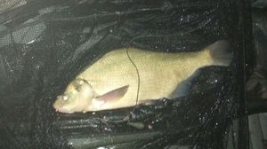 Common Bream