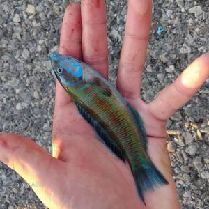 Ornate Wrasse